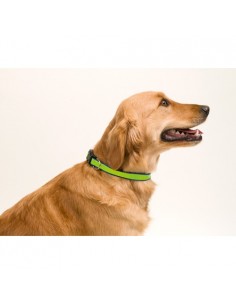 Collar Muttley